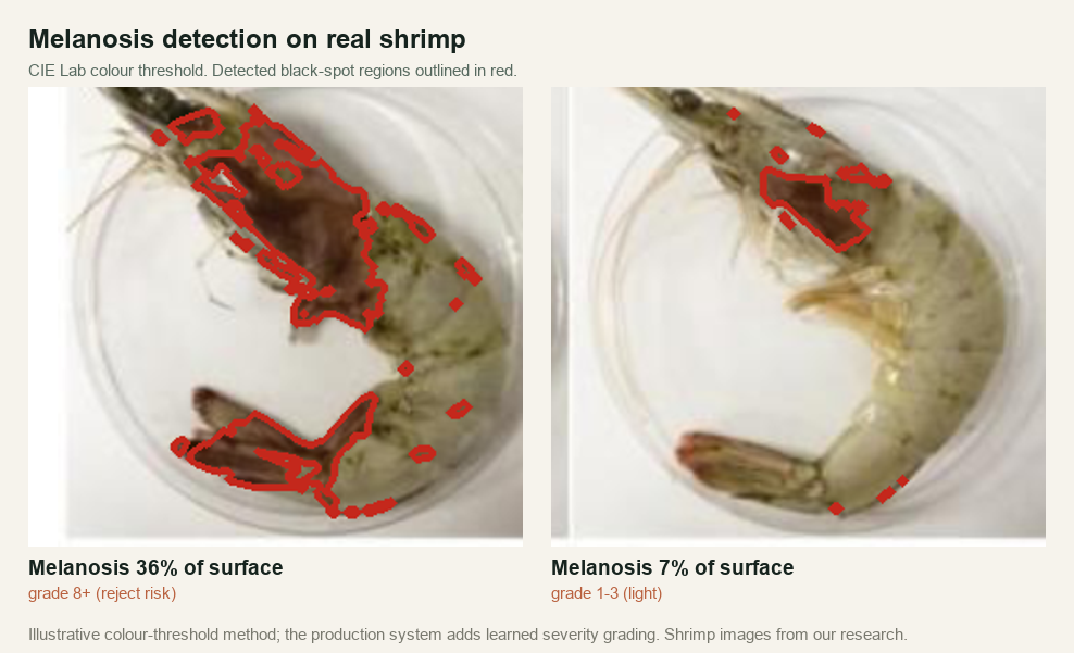 Computer vision melanosis detection on two real shrimp, 36 percent and 7 percent of surface affected, outlined in red